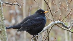 Tuuli voimistuu: Jouluna paikoin jopa 5–8 astetta lämmintä – katso joulun sää päivä päivältä!