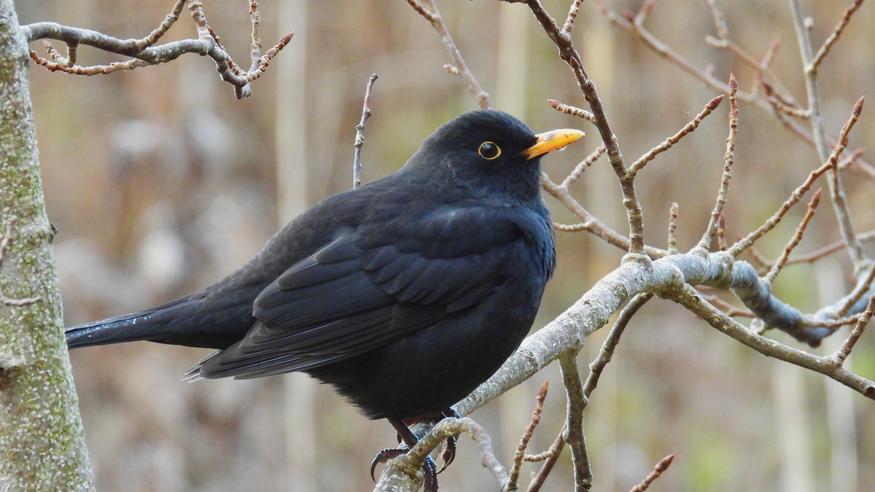 Tuuli voimistuu: Jouluna paikoin jopa 5–8 astetta lämmintä – katso joulun sää päivä päivältä!