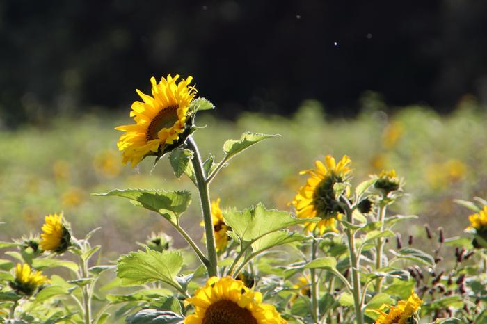 Syyskuisia auringonkukkia Syyskuisia auringonkukkia.