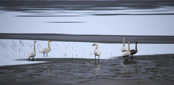 Ensilumi Ensilumi sataa Pohjois-Suomessa yleensä syys-lokakuun aikana.