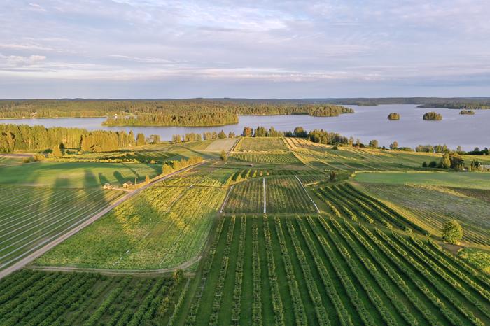 Aurinko laskemassa peltomaiseman takana.