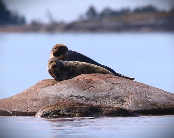 Hylkeet aurinkoa ottamassa Hylkeet paistattelivat päivää lounaisrannikolla.