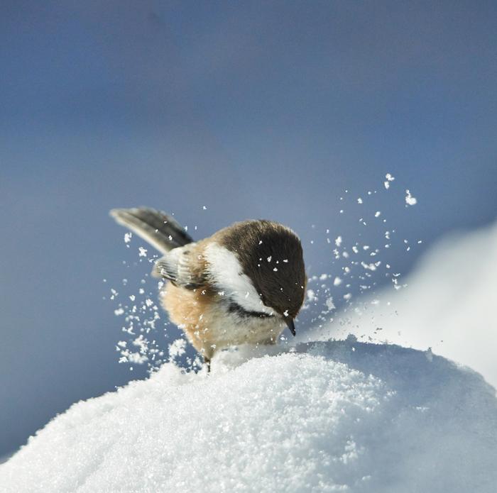 Hömötiaisen kevättalven puuhia.