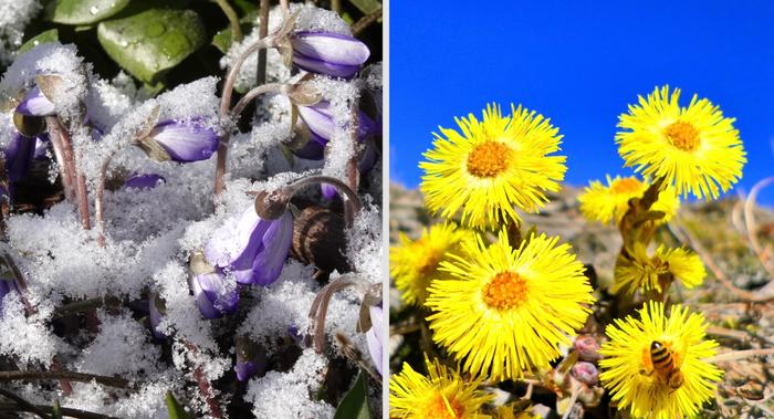 Takatalvea ja kevätlämpöä Takatalvea ja kevätlämpöä.