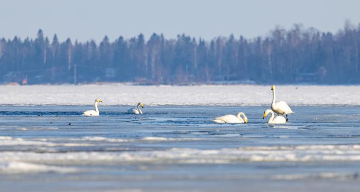 Laulujoutsenet kevätjäällä Kokkolassa