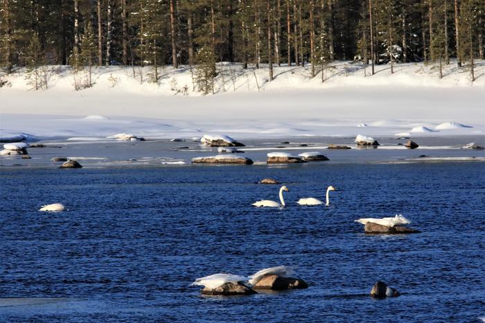 Joutsenet sulapaikassa Lintujen kevätmuutto etenee jo maaliskuun aikana.
