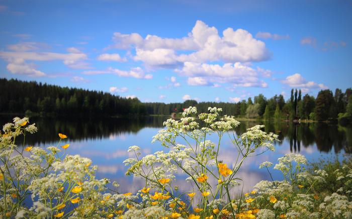 Kukkia ja pilviä Kesäpäivänseisauksen aikaan päivän valoisa aika on pisimmillään.