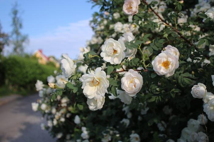 Juhannusruusu Lämmin jakso sai juhannusruusut kukkimaan jo kesäkuun alkupuolella.