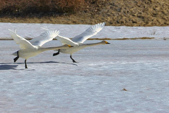 Lumipeite sulaa jo hyvää vauhtia.