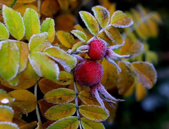 Lokakuun puolivälissä yöpakkaset saapuivat maan etelä- ja keskiosaankin.