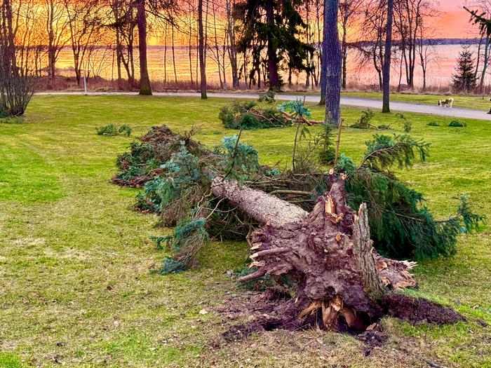 Tuulen kaatama puu Myrskytuulen kaatama puu Vaasassa.