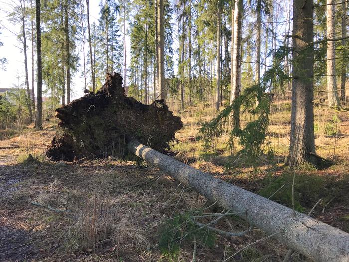 Kova tuuli kaatanut puun.