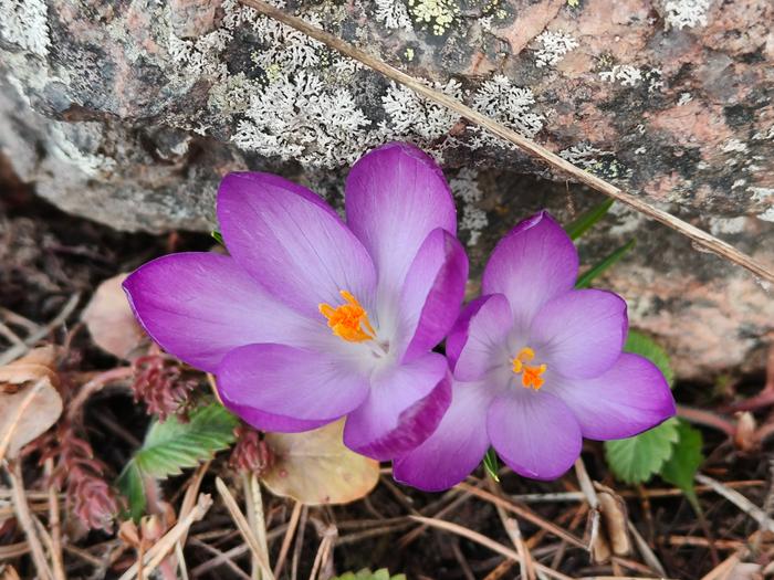 Kevään kukkia Kevään merkkejä.