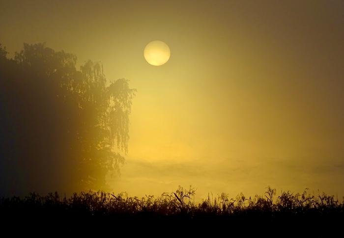 Sumua ja keltaista valoa Syksyisen sumuista säätä.