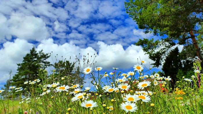 Kaunis kesäpäivä Kaikki kumpupilvet eivät kehity kuuropilviksi asti.