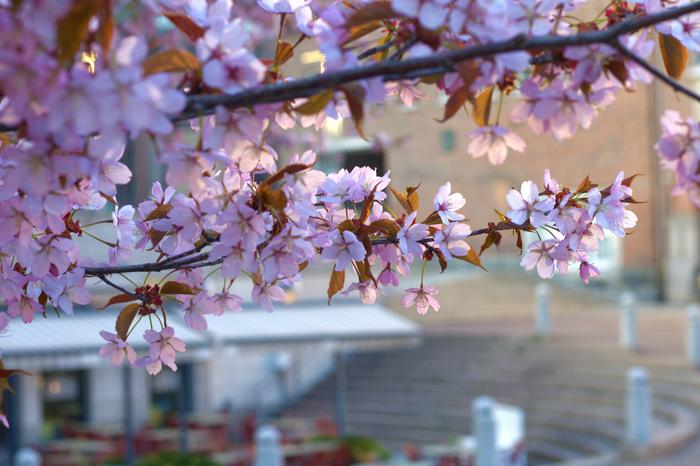 Kirsikkapuut ovat nyt eteläisessä Suomessa täydessä kukassa.