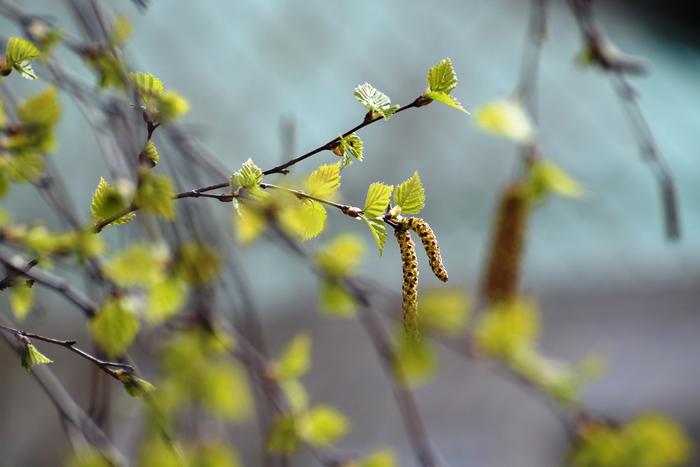 Hiirenkorvia koivuissa Tampereella.