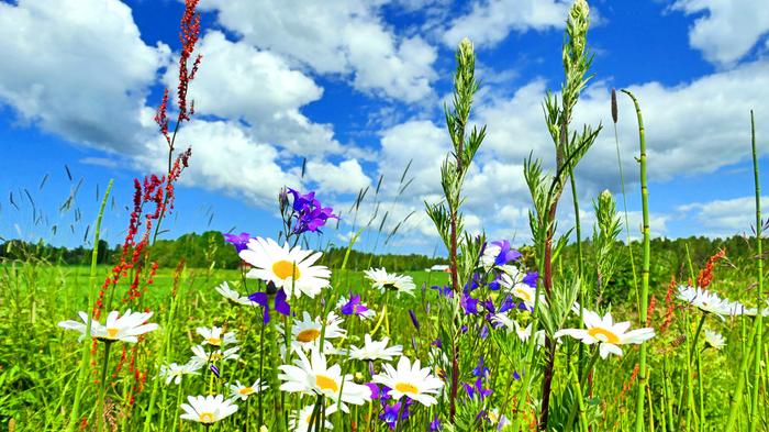 Kesän kukkia kumpupilvilautan alla.