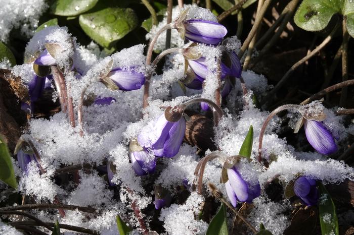 Lumisia sinivuokkoja Kukkia ja lunta.