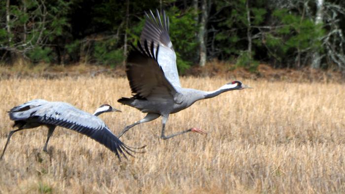 Kurkien lentoonlähtö Kevät on tuonut jo useita muuttolintulajeja Suomeen.