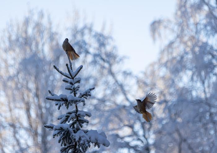 Kuukkelit pakkasessa.
