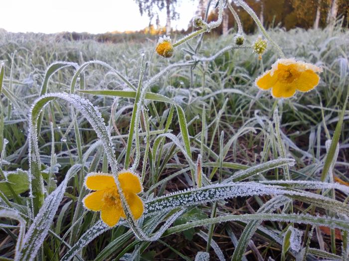 Pakkasyön jälkeen maassa voi olla kuuraa.