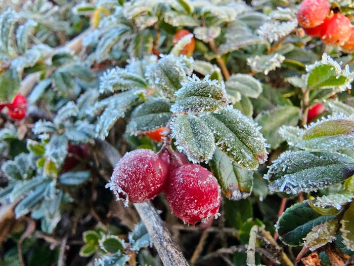Kuuraisia marjoja Kuura on kylmille pinnoille härmistyvää vesihöyryä.