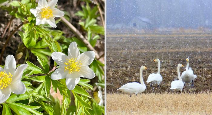 Kevätlämpöä ja takapakkia Keväisin koetaan usein jo lämpimiä säitä, mutta myös takapakkeja kylmempään suuntaan.