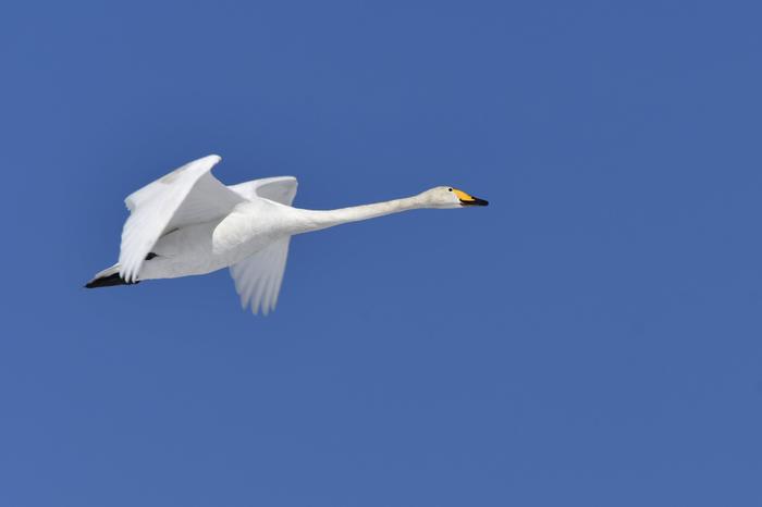 Keväinen laulujoutsen Keväinen laulujoutsen.