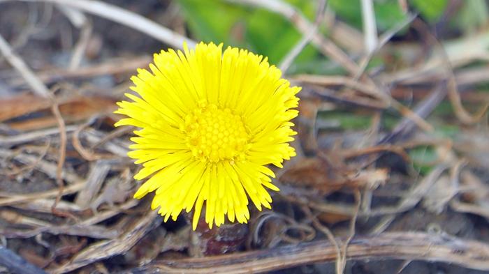 Kevään korvalla leskenlehdet nostavat päänsä.