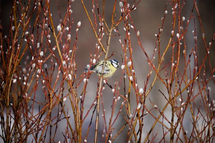 Pajuihin alkaa ilmestyä pajunkissoja maan etelä- ja keskiosassa usein maaliskuussa.