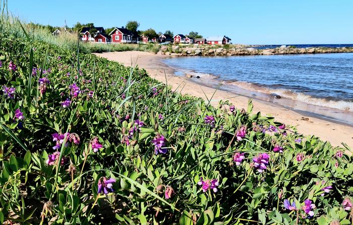 Merituuli pitää kesäisin rannikot usein aurinkoisina.