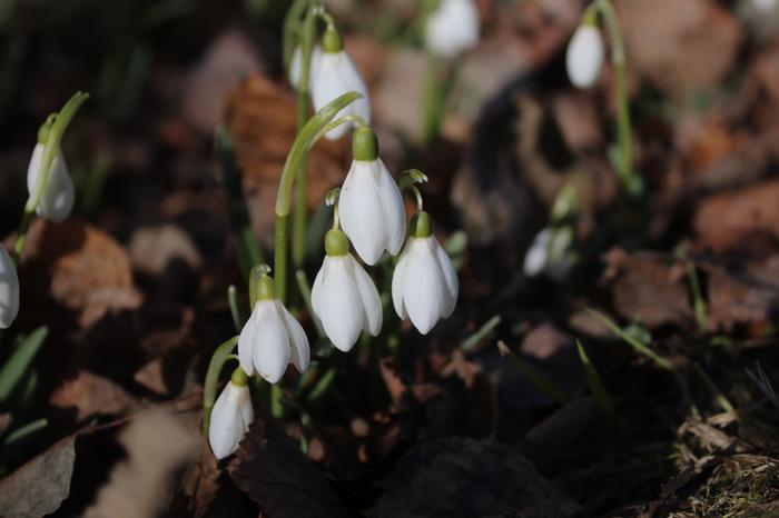 Lumikello Viime viikkoina ensimmäiset kukat ovat jo nousseet näkyville.
