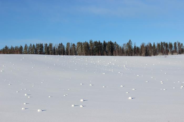Lumirullia keväthangella Lumirullia muodostuu tuulisella säällä kevättalvisille hangille.