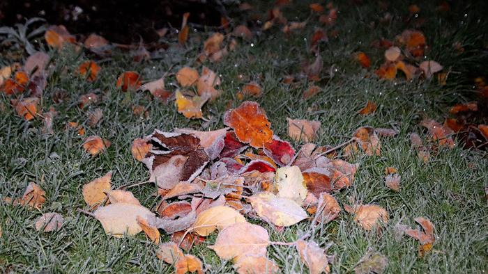 Kuuraisia lehtiä Kuuraa voi kertyä tienpintojen lisäksi myös kasveihin ja rakennusten pintoihin.