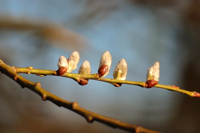 Euroopan kevät Euroopan kevät