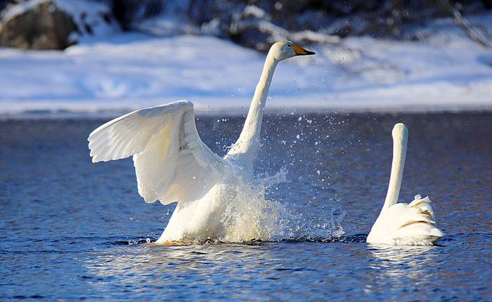 Kevättalvella joutsenet alkavat jo liikkua kohti pohjoista.
