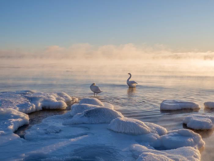 Kireällä pakkasella sulat vesistöt saivat ylleen merisavun.