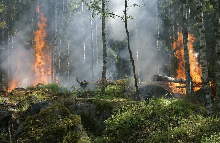 Ilmastonmuutoksen lisäämät helle- ja kuivuusjaksot voivat laukaista yhä useammin metsäpaloja Suomessa.