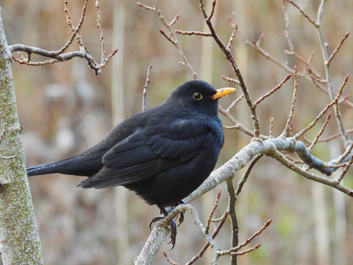 Lounais-Suomessa on joulun alla lumeton maa.