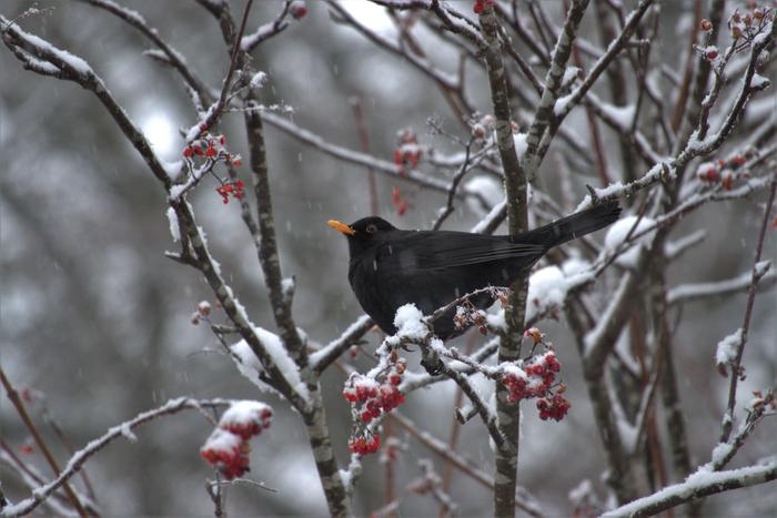 Mustarastas lumisateessa Mustarastas joulukuisessa lumisateessa.