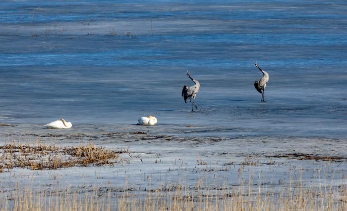 Muuttolintuja Muuttolintuja Evijärven jäällä.