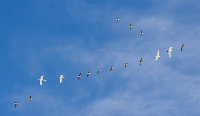 Muuttolintuja matkalla pohjoiseen. Muuttolintuja matkallaan.