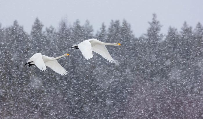 Lintujen kevätmuuton aikaan tulee vielä lumisateita koko maassa.