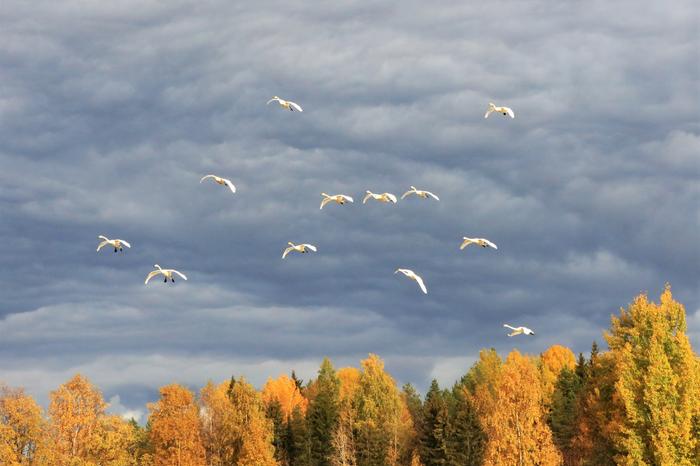 Syksyllä sopiva tuulensuunta lisää lintujen syysmuuttoa etelään.