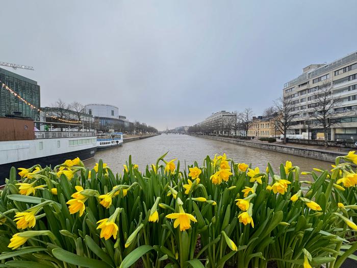 Turun narsisseja Keväällä sää sahaa usein kylmästä lämpimään ja harmaasta aurinkoiseen, jopa saman päivän aikana.