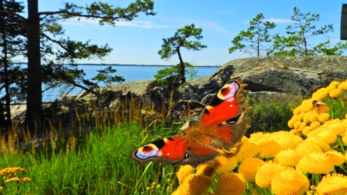 Loppukesän väriloistoa lounaisrannikolla