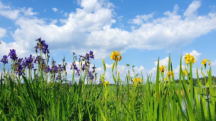 Kesäpäivänseisauksen kukkaloistoa.