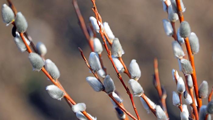 Pajunkissoja kevään lähestyessä.