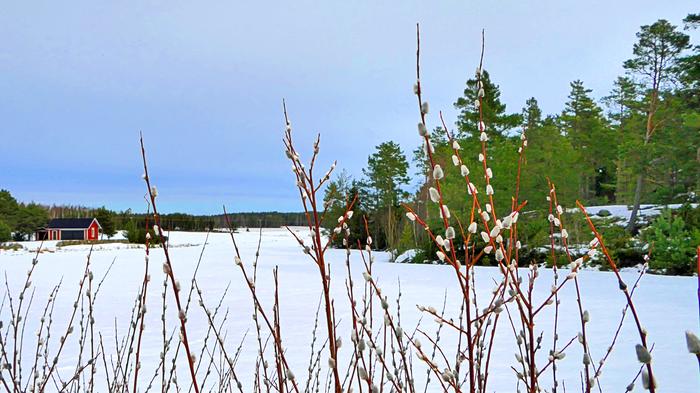 Pajunkissoja maaliskuun alussa.
